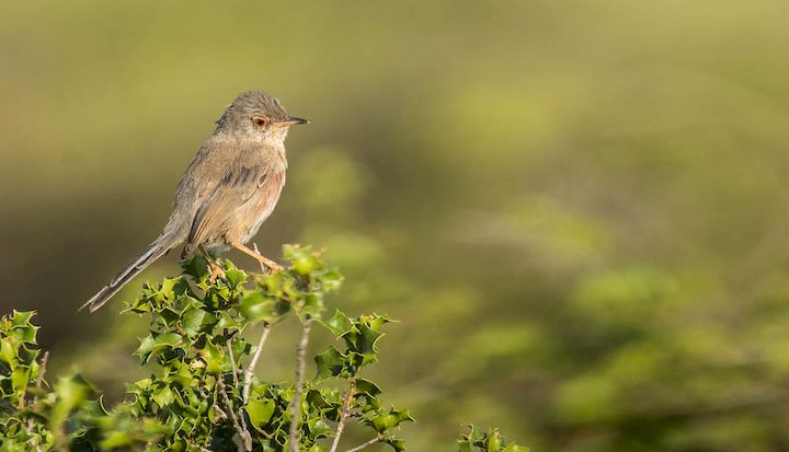 Fauvette pitchou ©C. Rambal-LPO Occitanie